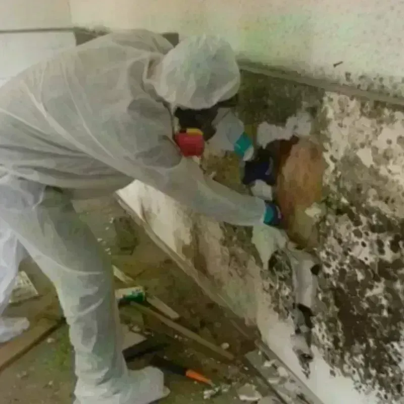 Mold Remediation and Removal in Spruce Pine, NC